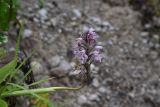 Orchis militaris ssp. stevenii