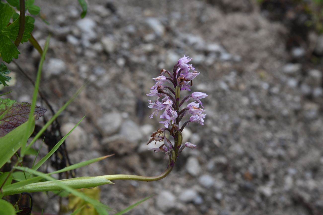 Image of Orchis militaris ssp. stevenii specimen.