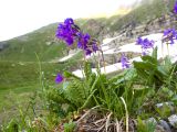 Primula amoena