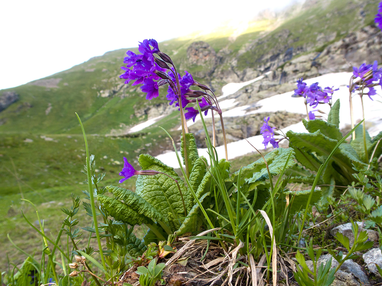 Image of Primula amoena specimen.