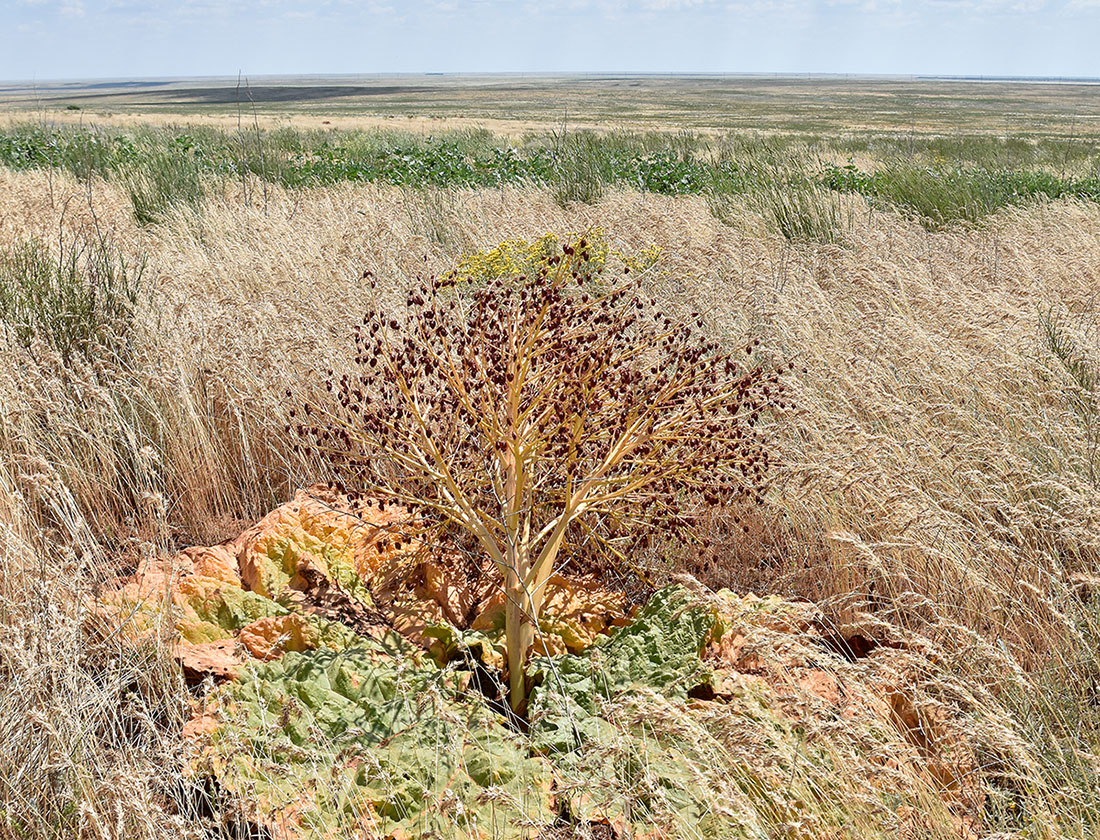 Image of Rheum tataricum specimen.