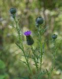 Cirsium vulgare. Верхушка расцветающего растения. Республика Адыгея, Майкопский р-н, окр. пос. Каменномостский, высокий правый берег р. Белая рядом с устьем Мишоко, луг. 30 июля 2022 г.