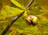 Aesculus hippocastanum