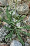 Sonchus humilis