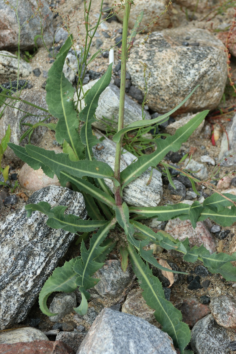 Image of Sonchus humilis specimen.