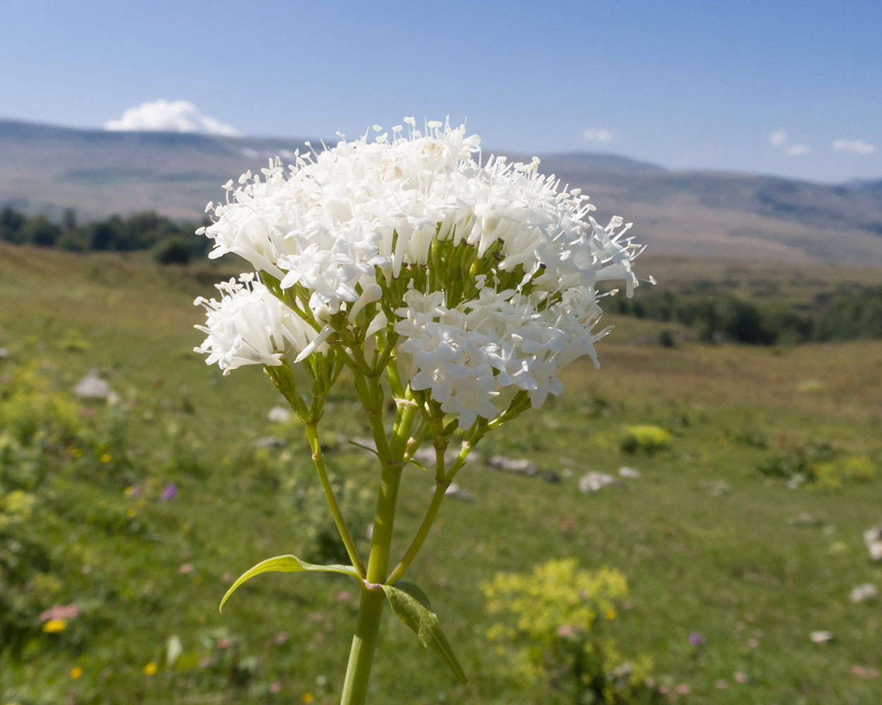 Image of Valeriana alliariifolia specimen.