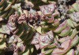 genus Crassula. Верхушка побега с соцветием и верхушки вегетативных побегов. Испания, автономное сообщество Каталония, провинция Жирона, комарка Баш-Эмпорда, муниципалитет Палафружель, ботанический сад \"Кап-Роч\". 19.03.2023.