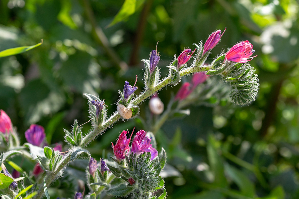 Изображение особи Echium angustifolium.