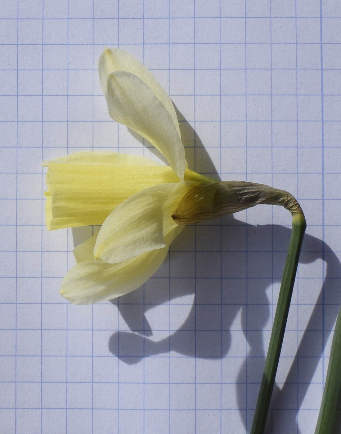 Изображение особи Narcissus moschatus ssp. moleroi.