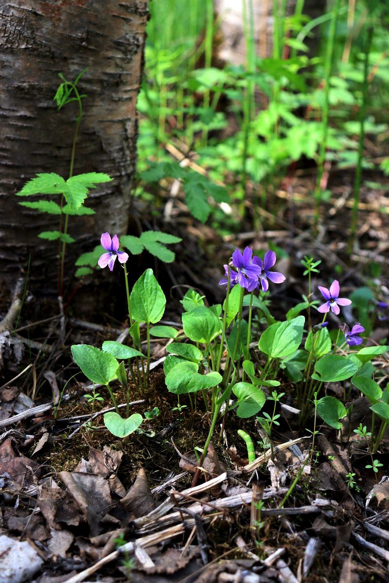 Image of Viola uliginosa specimen.