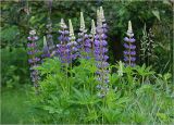 Lupinus polyphyllus