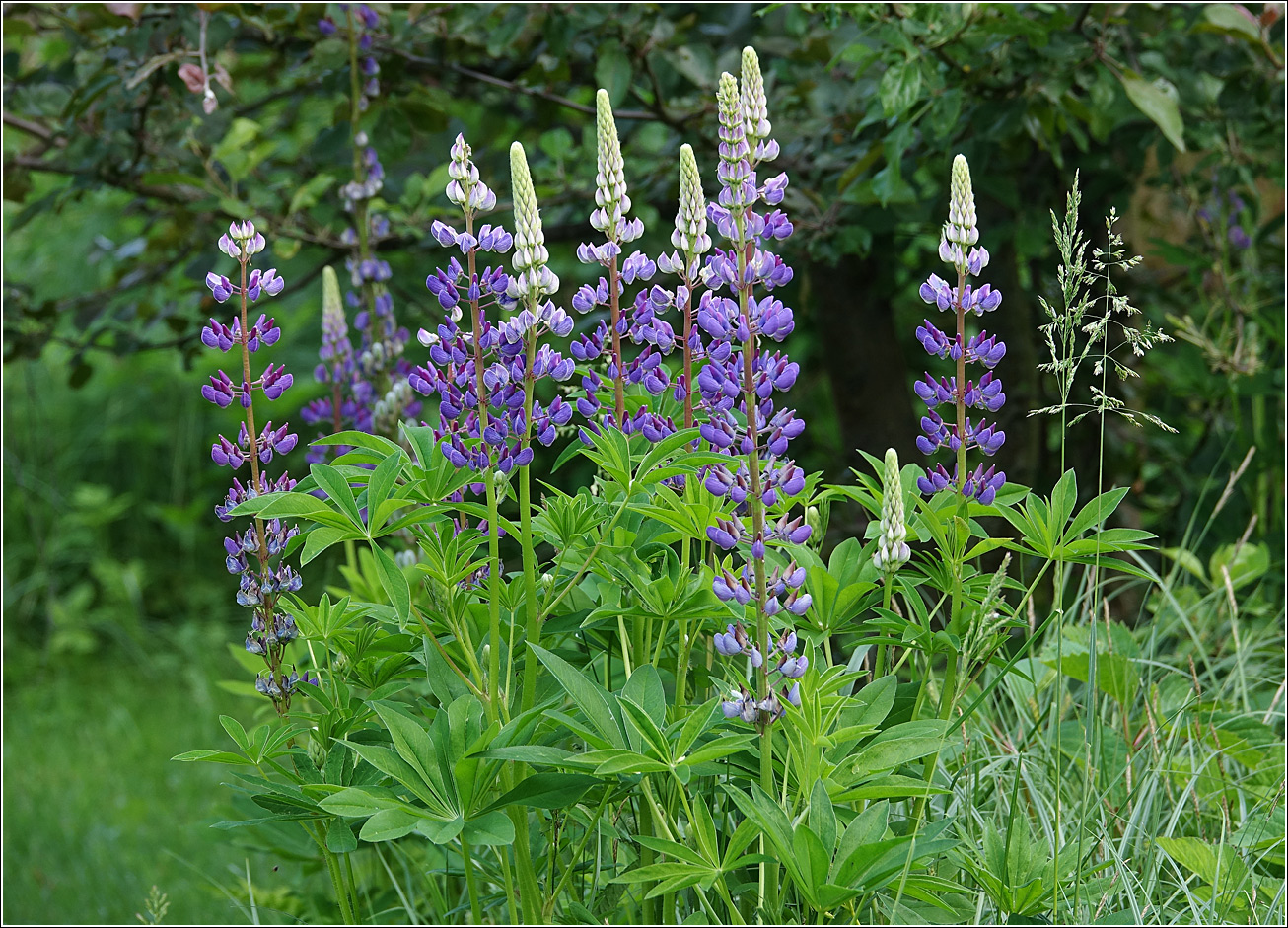 Изображение особи Lupinus polyphyllus.