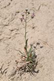 Jurinea kokanica. Отцветающее растение. Таджикистан, Согдийская обл., горы Окбель, лессовый склон. 7 мая 2023 г.