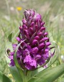 Dactylorhiza euxina. Соцветие. Дагестан, Докузпаринский р-н, окр. с. Куруш, влажный луг. 27 июня 2023 г.