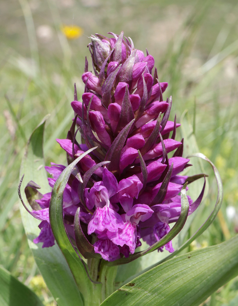 Изображение особи Dactylorhiza euxina.