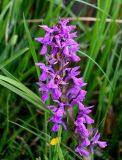 Dactylorhiza umbrosa. Соцветие. Киргизия, Джалал-Абадская обл., Западный Тянь-Шань, северный берег оз. Сары-Челек, ≈ 1900 м н.у.м., влажный луг. 12.07.2022.