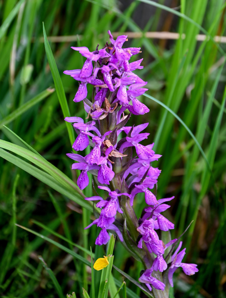 Изображение особи Dactylorhiza umbrosa.