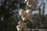 Penstemon eximius