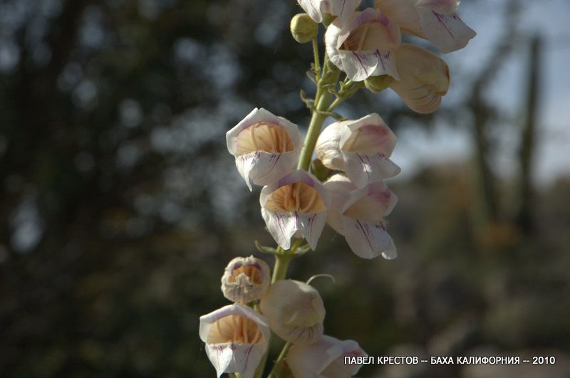 Изображение особи Penstemon eximius.