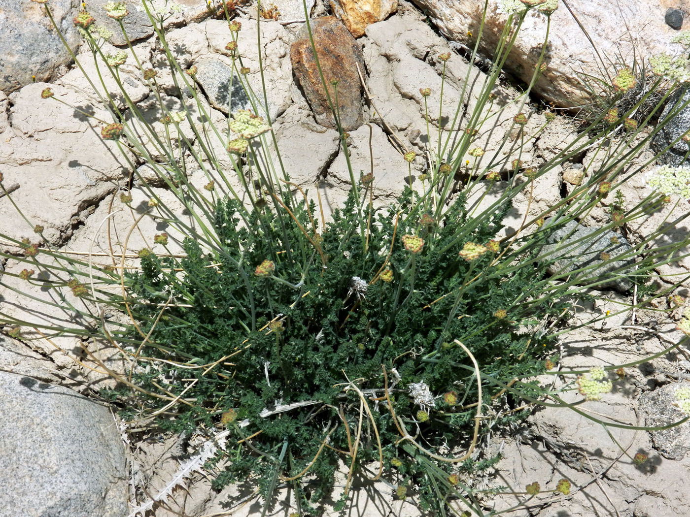 Image of Semenovia pamirica specimen.