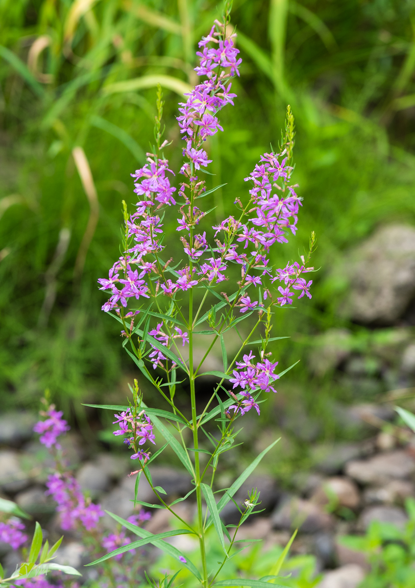 Image of Lythrum virgatum specimen.