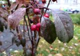 Malus domestica подвид cerasifera. Плоды и листья в каплях дождя. Москва, ЦАО, Басманный р-н, сквер на Лялиной площади, в культуре. 15.10.2023.