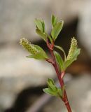 Salix kazbekensis