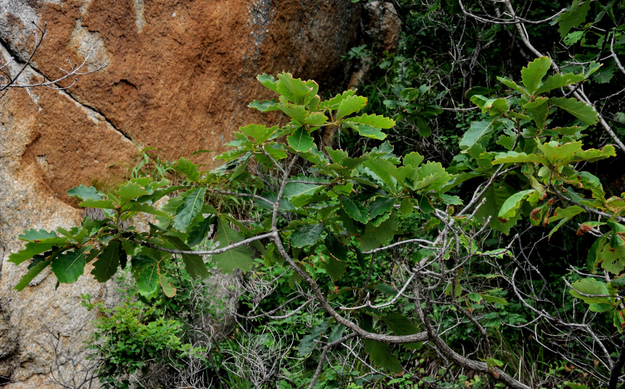 Изображение особи Quercus mongolica.