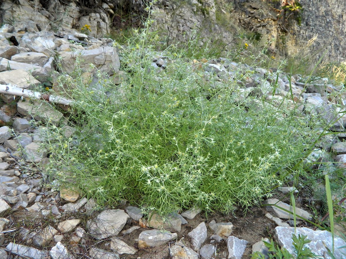 Изображение особи Artemisia jacutica.