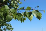 Betula pendula. Веточка с тлями и дрозофилой на листьях. Ленинградская обл., г. Приморск, окр. кирхи Св. Марии Магдалины, побережье бухты Катерлахти близ звонницы, опушка рощи. 11.06.2023.