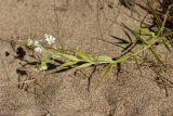 Stellaria holostea