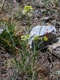 Erysimum flavum. Цветущие растения. Хакасия, Ширинский р-н, окр. с. Ефремкино, скалы Тогыз-Аз, каменистый участок степного склона. 07.06.2022.