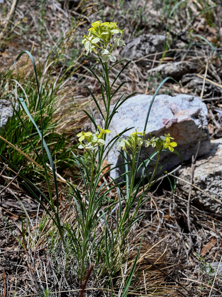 Изображение особи Erysimum flavum.