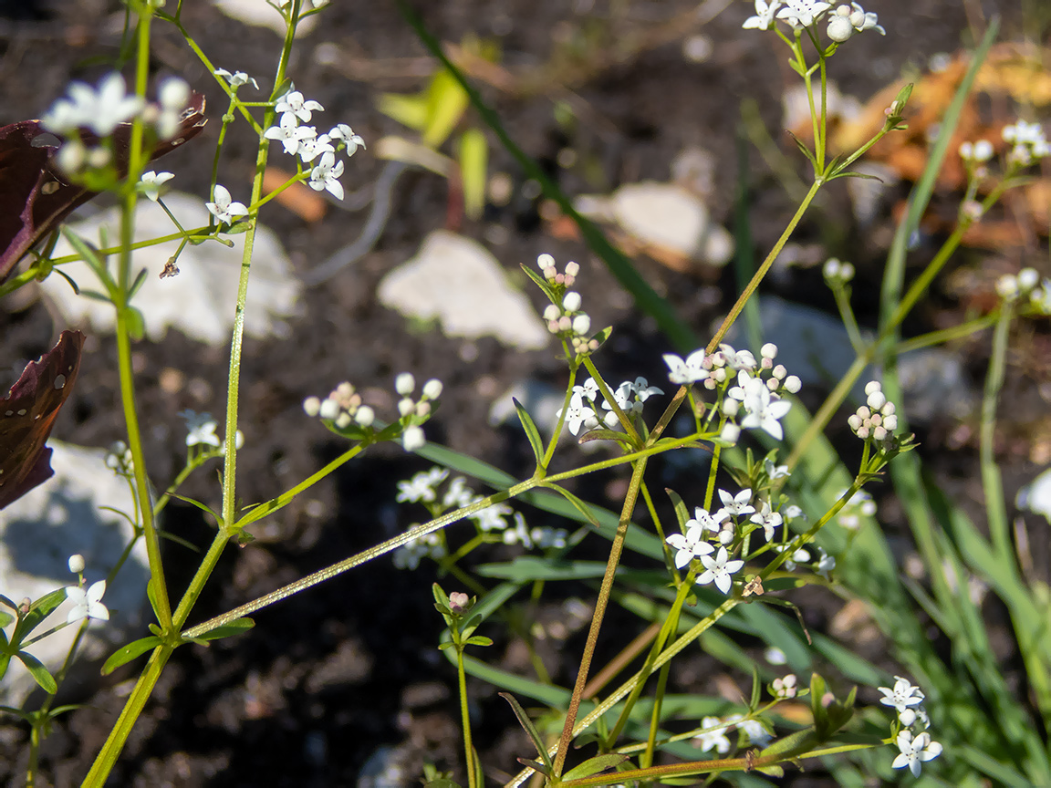 Изображение особи Galium palustre.