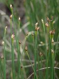 Trichophorum cespitosum. Верхушки плодоносящих побегов. Магаданская обл., окр. г. Магадан, водораздел между бухтой Нагаева и р. Каменушка, исток руч. Корейский, кочкарная сырая тундра (300 м н.у.м.), осоко-пушициевый участок. 12.07.2023.