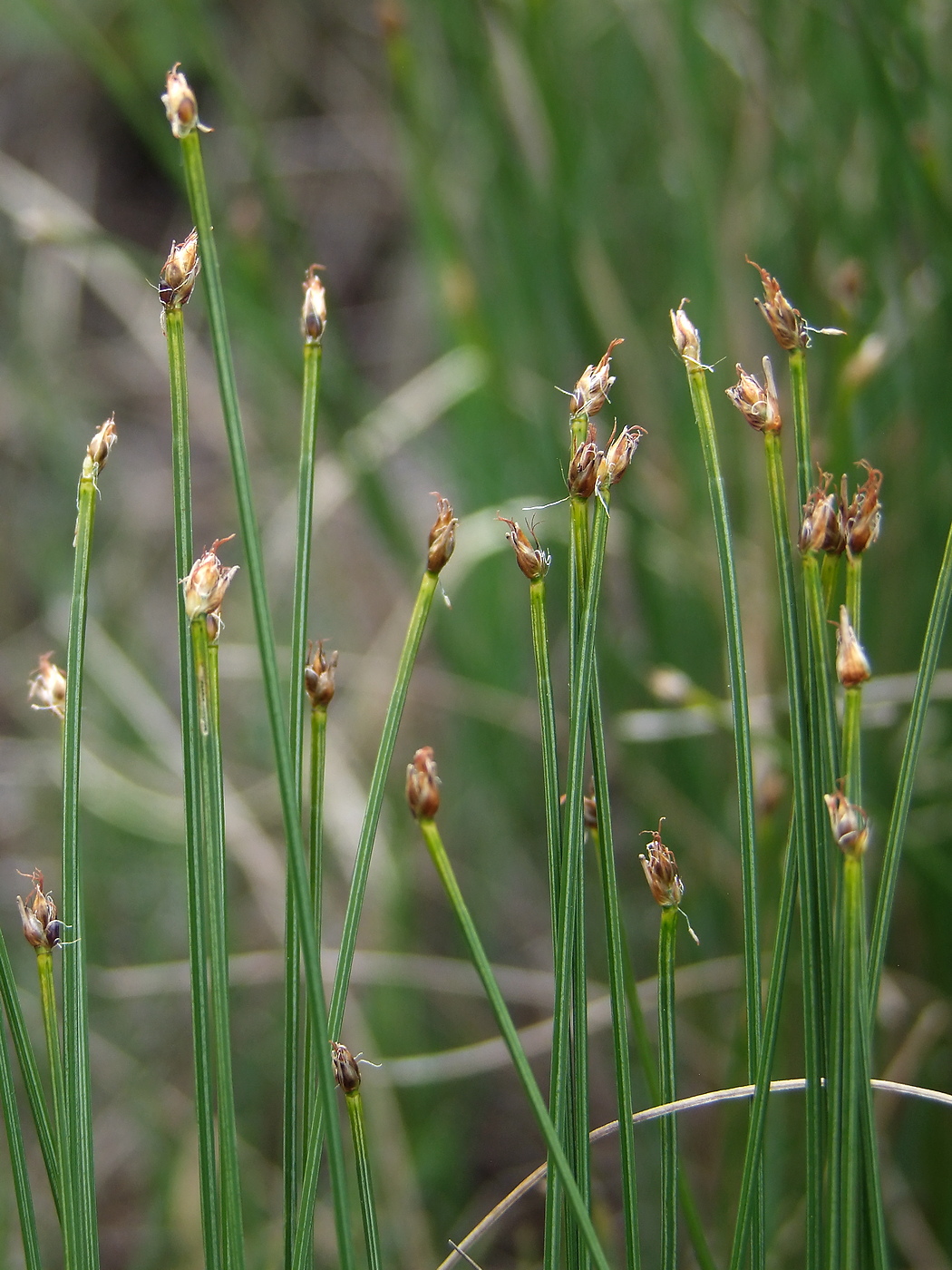 Изображение особи Trichophorum cespitosum.