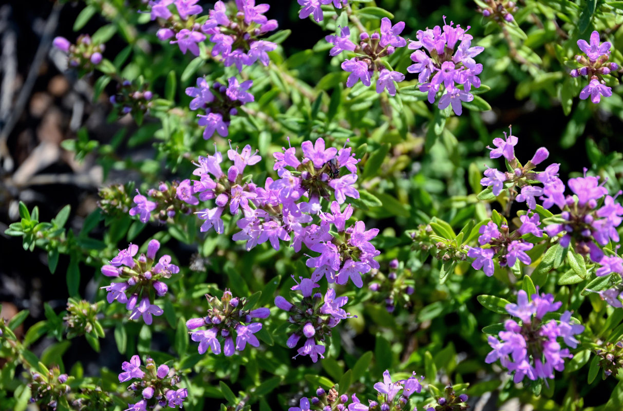 Изображение особи род Thymus.