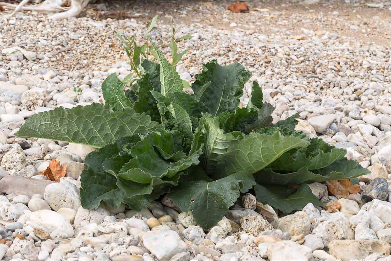 Image of genus Verbascum specimen.