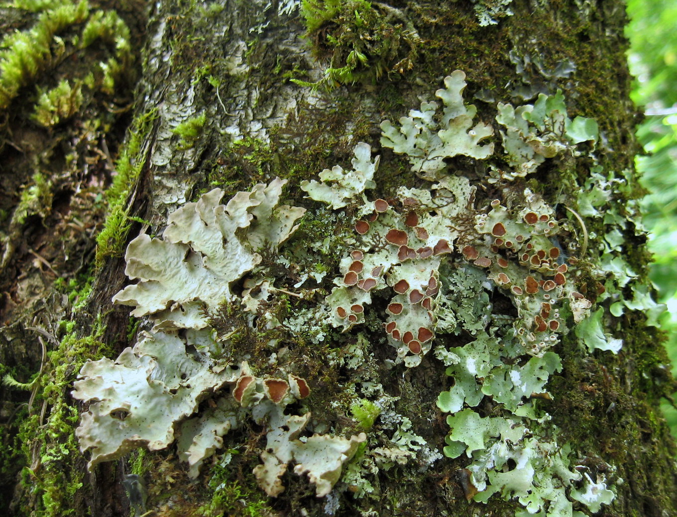 Изображение особи Dendriscosticta gelida.