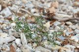 Vicia angustifolia. Цветущее и плодоносящее растение. Татарстан, окр. с. Камское Устье, берег р. Волга, галечный пляж. 21.09.2023.