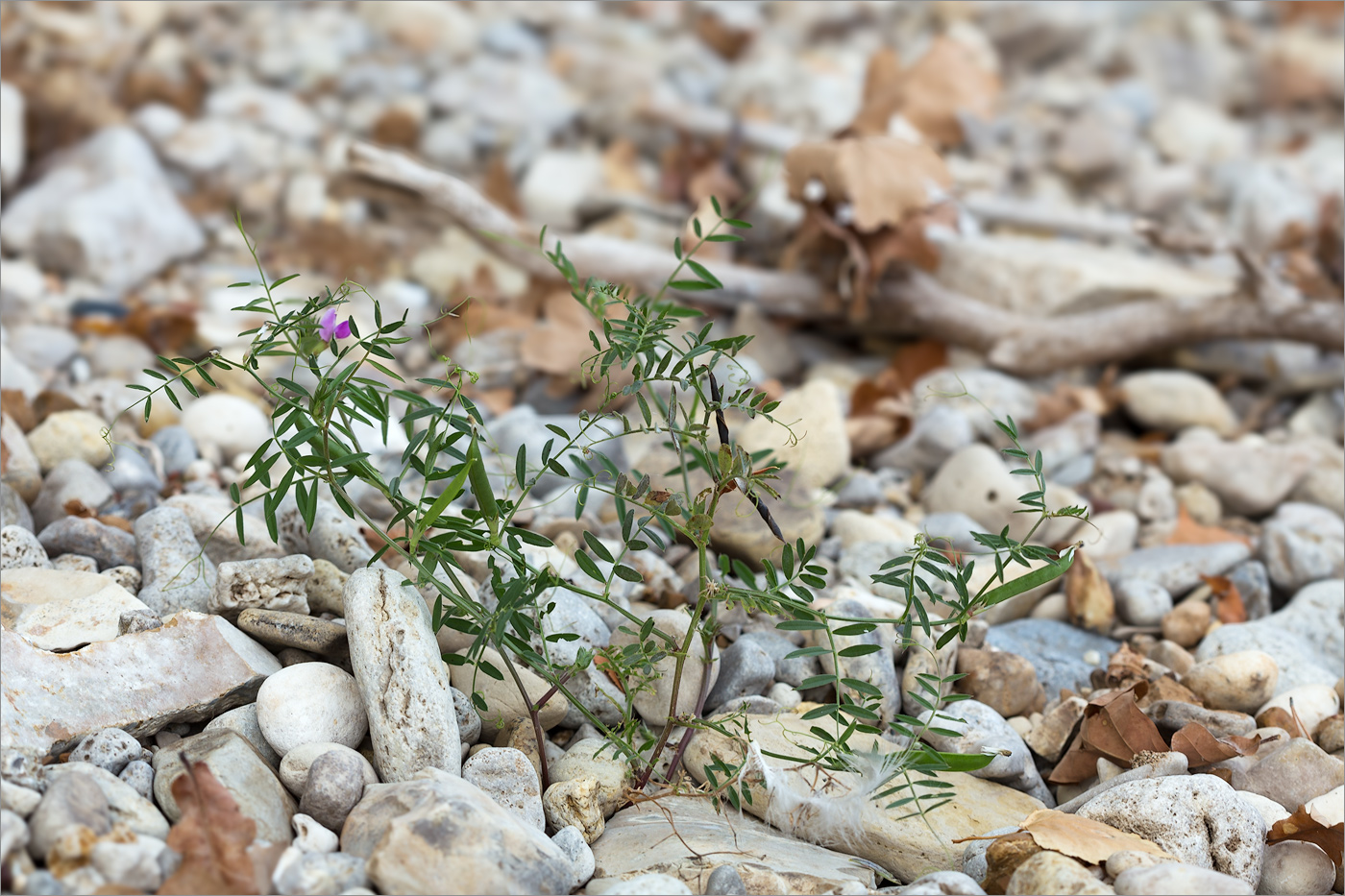 Изображение особи Vicia angustifolia.