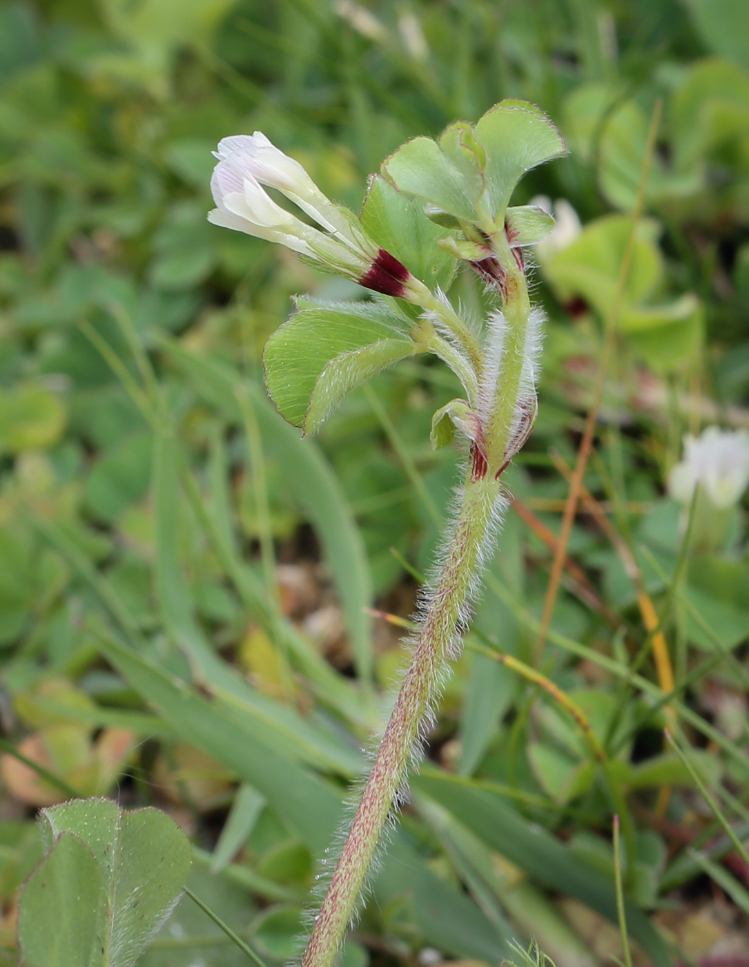 Изображение особи Trifolium subterraneum.
