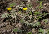 Ranunculus repens. Цветущее растение с листьями, покрытыми наилком. Абхазия, Гудаутский р-н, Мюссерский лесной массив, русло р. Риапши, заболоченная опушка в широколиственном лесу. 12.04.2024.