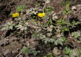 Ranunculus repens