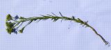 Linum strictum. Выкопанное цветущее растение. Испания, Каталония, пров. Жирона, комарка Баш Эмпорда, муниципалитет Тороэлья-де-Монгри, окр. устья р. Тер, осушенный участок маршевого луга \"Платера\" (Platera), наносы песка вдоль тропы. 12.05.2024.
