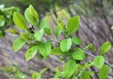 Alnus japonica