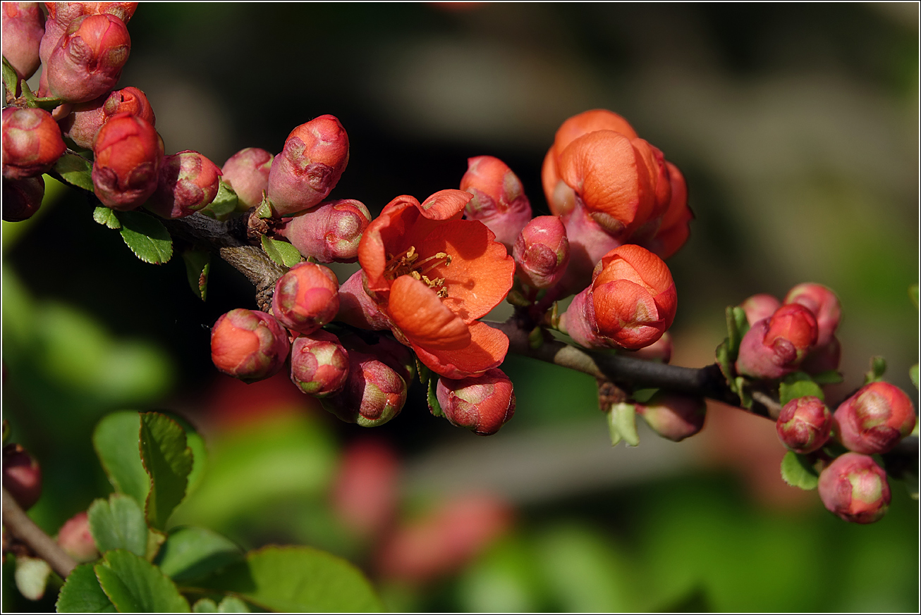 Изображение особи Chaenomeles japonica.