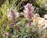 Pedicularis violascens