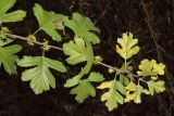 genus Crataegus. Побег. Узбекистан, г. Ташкент, Ботанический сад им. Ф.Н. Русанова, в культуре. 18.11.2024.