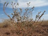 Heliotropium olgae. Верхушка цветущего и плодоносящего растения. Южный Казахстан, вост. предгорья хр. Сырдарьинский Каратау, Закаратауская равнина (возвышенность), сев. побережье оз. Ащиколь, прибрежная зона, пестроцветы. 15 сентября 2024 г.